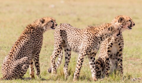 When is the best time to visit Masai Mara for safari - BEY OF TRAVEL