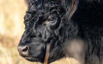 Texel tips – De leukste activiteiten voor dit heerlijk eiland