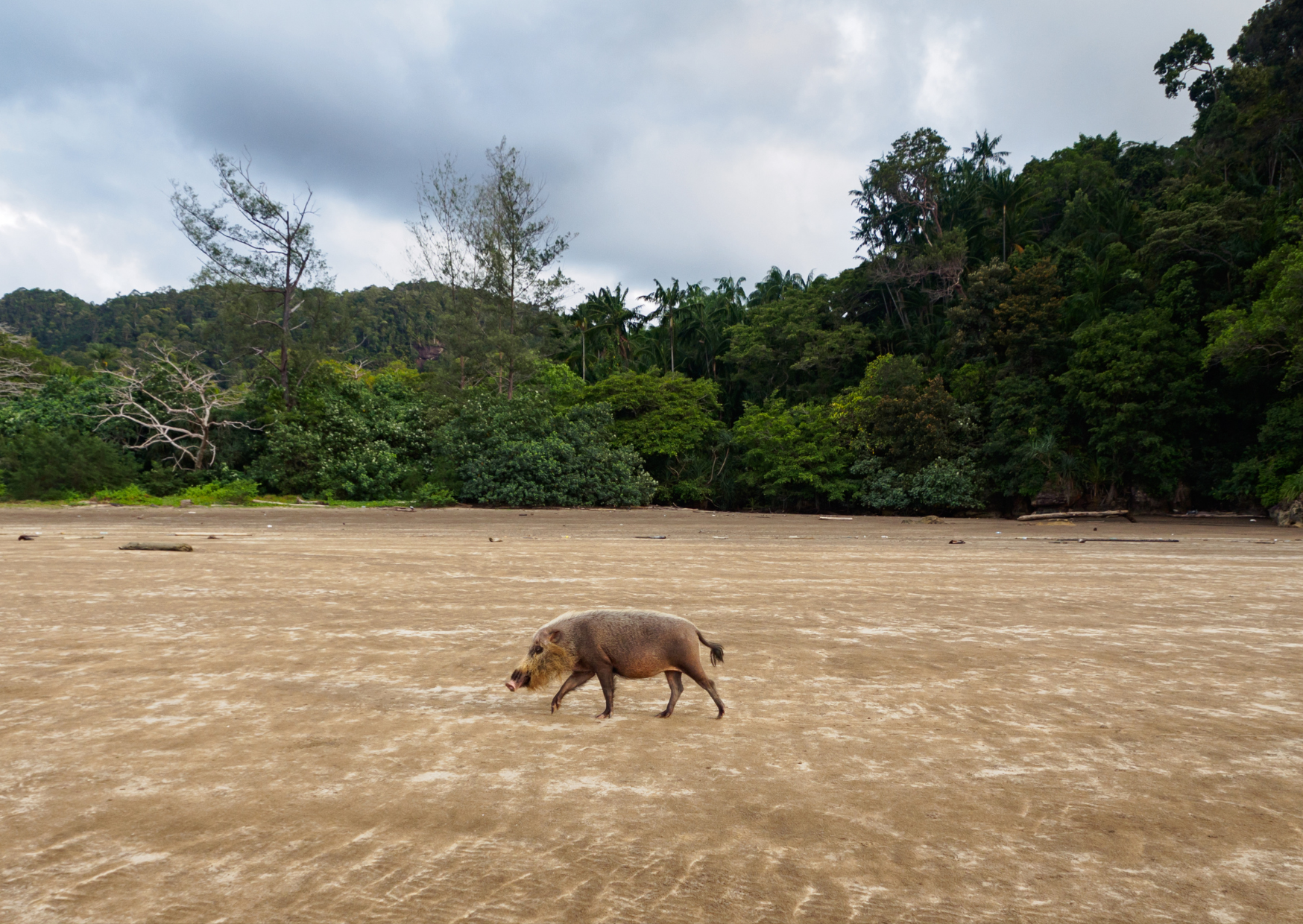 Tips voor een bezoek aan Bako National Park in Borneo Malesië 