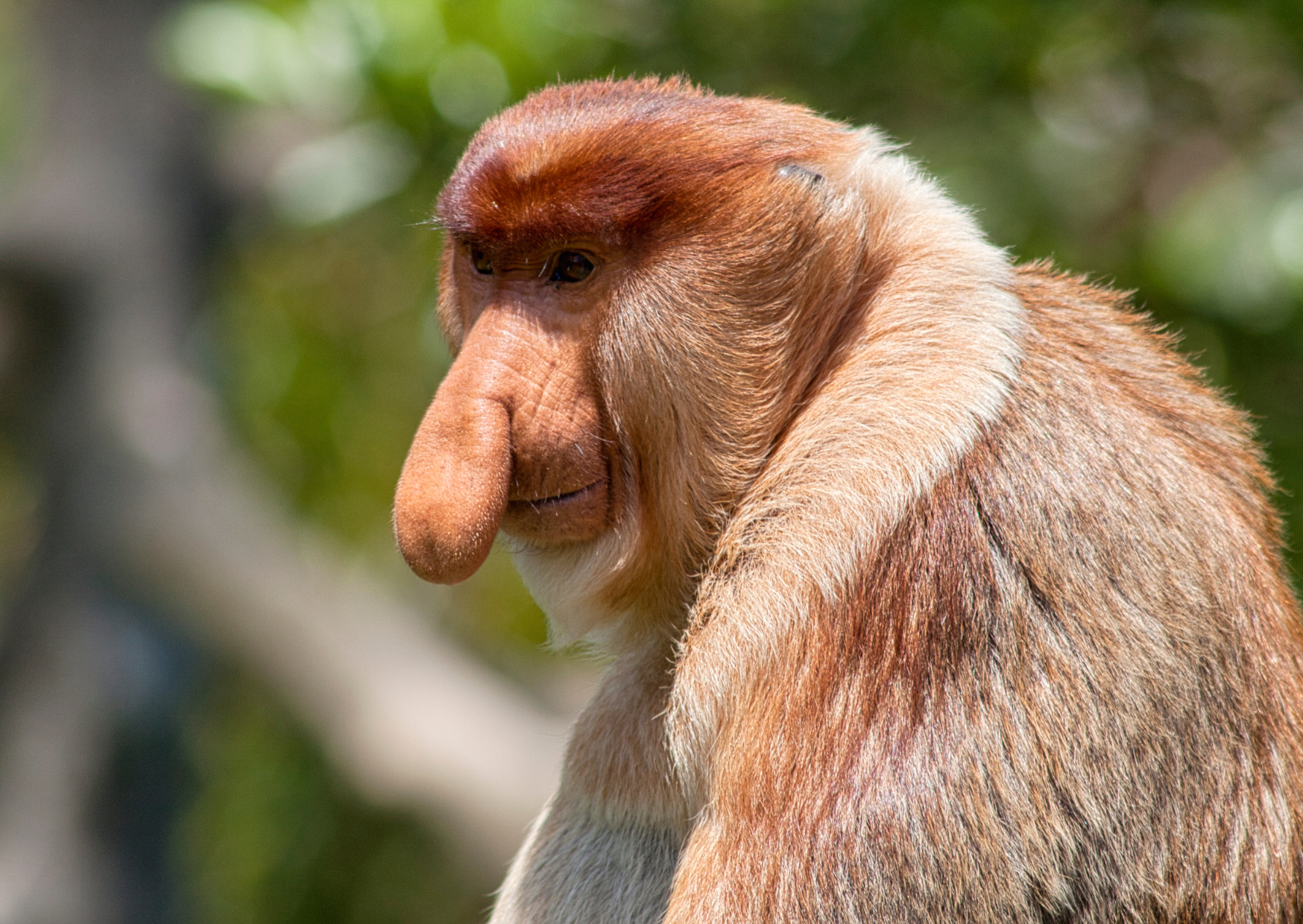 Tips voor een bezoek aan Bako National Park in Borneo Malesië 1