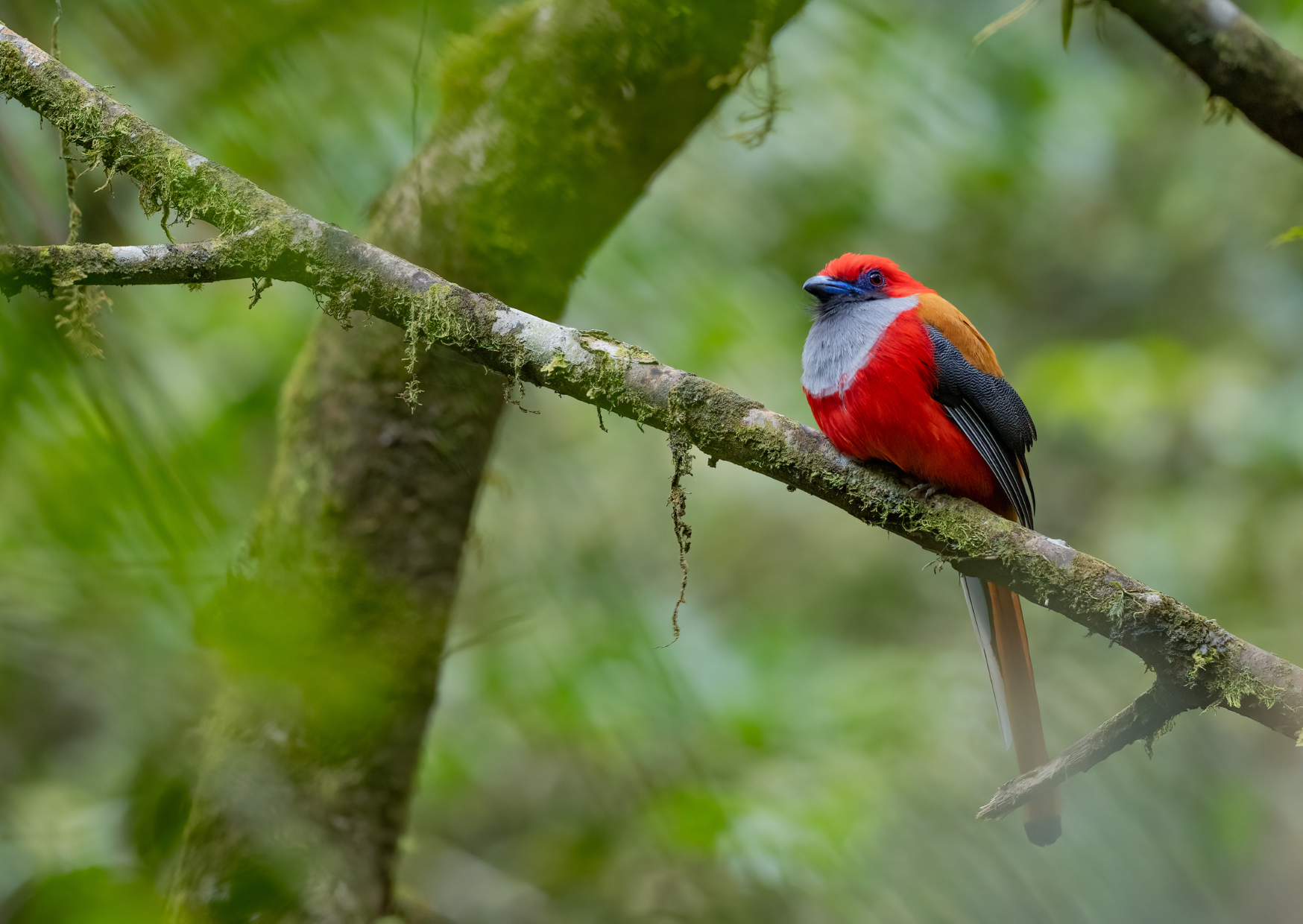 Tips voor een bezoek aan Bako National Park in Borneo Malesië 1