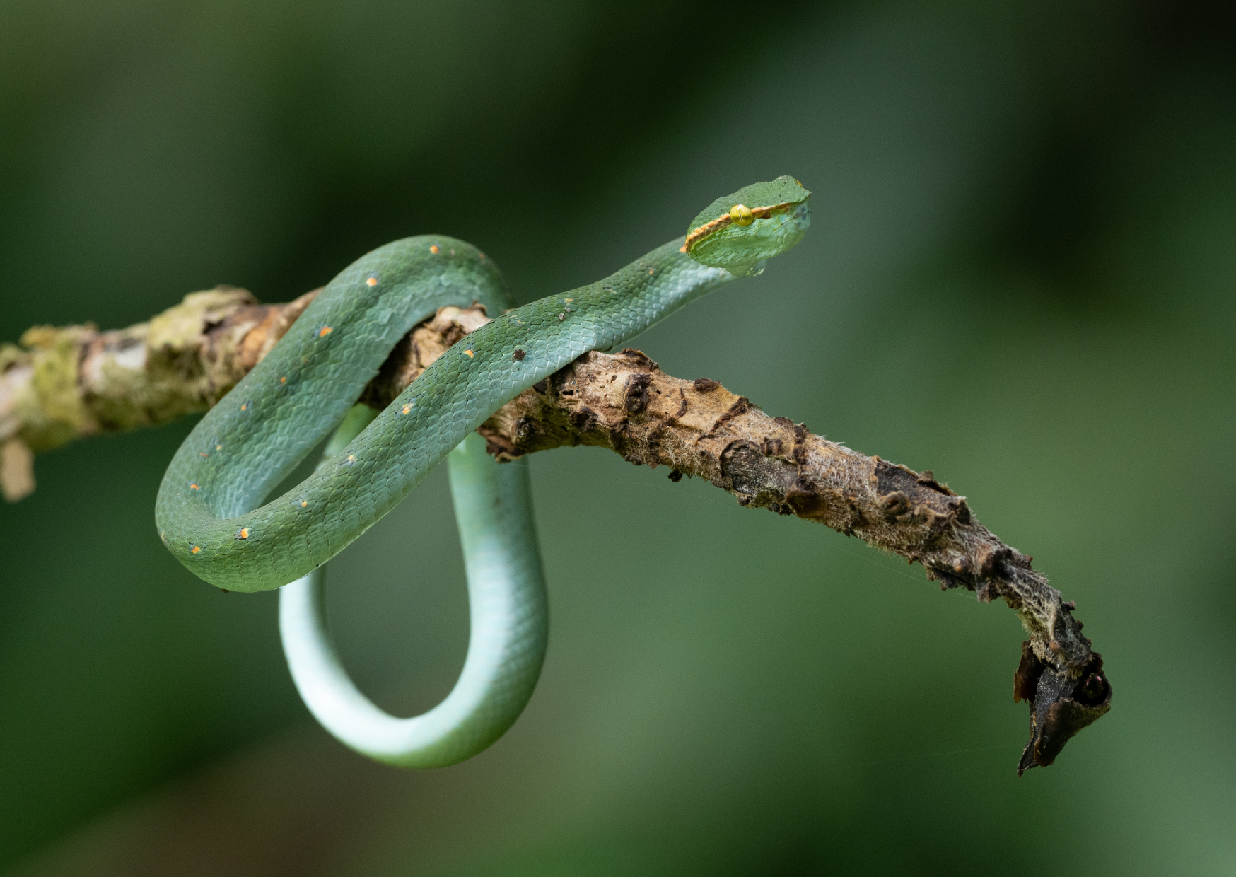 Tips voor een bezoek aan Bako National Park in Borneo Malesië<br />
